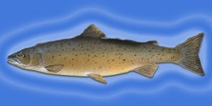 fish