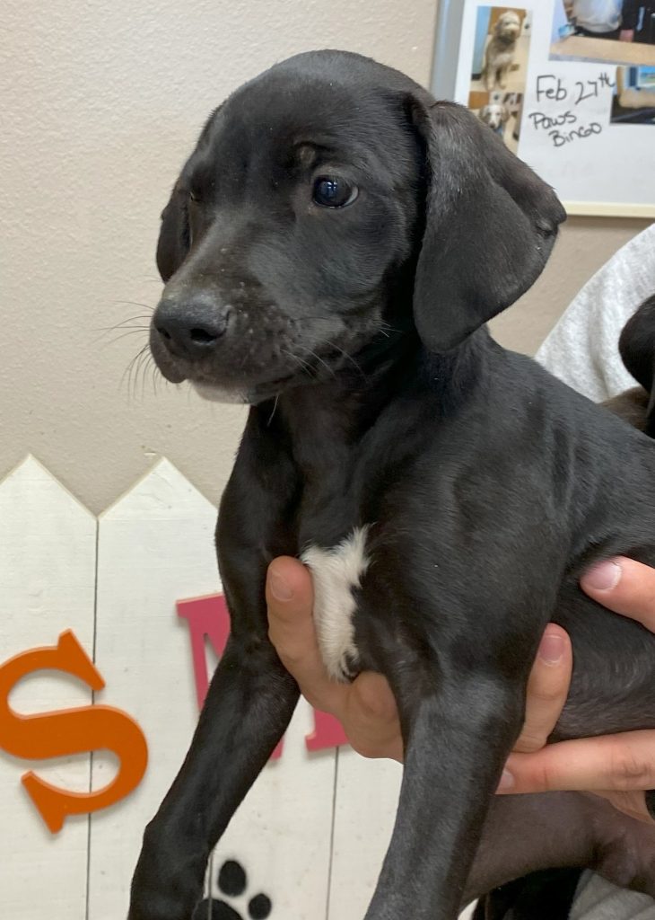 pup 4